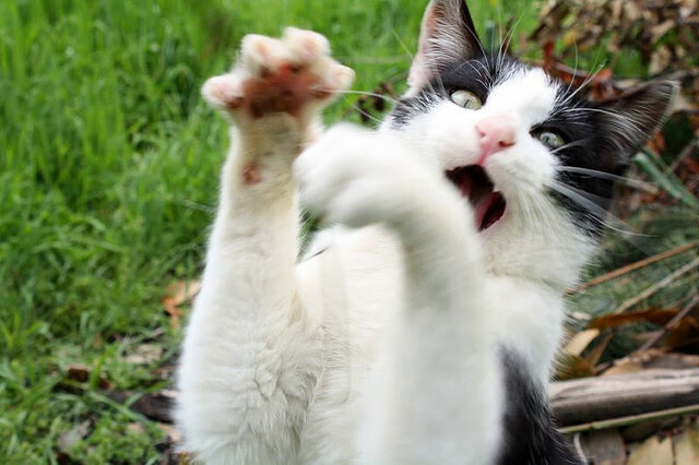 开云体育登录-锁定胜局！福克斯末节爆发，辽宁队稳稳拿下的底气何在？