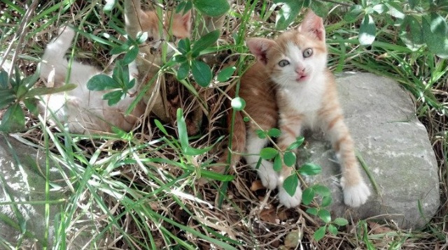 新神诞生，当尼斯隐喻成真，门迪在2026决赛提前宣判阿根廷黄昏