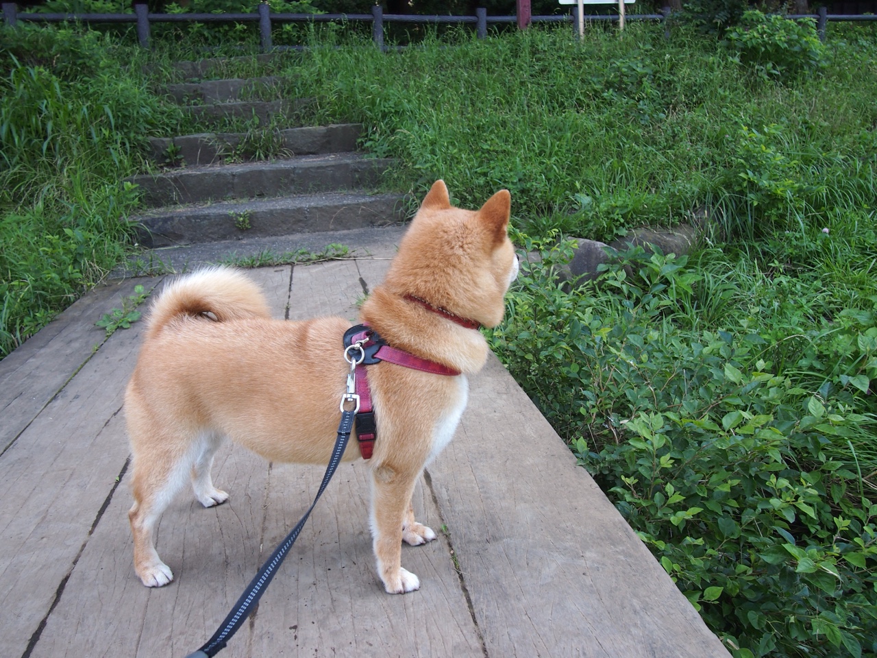 胜利不属于你，切特46分之夜的冰冷围剿