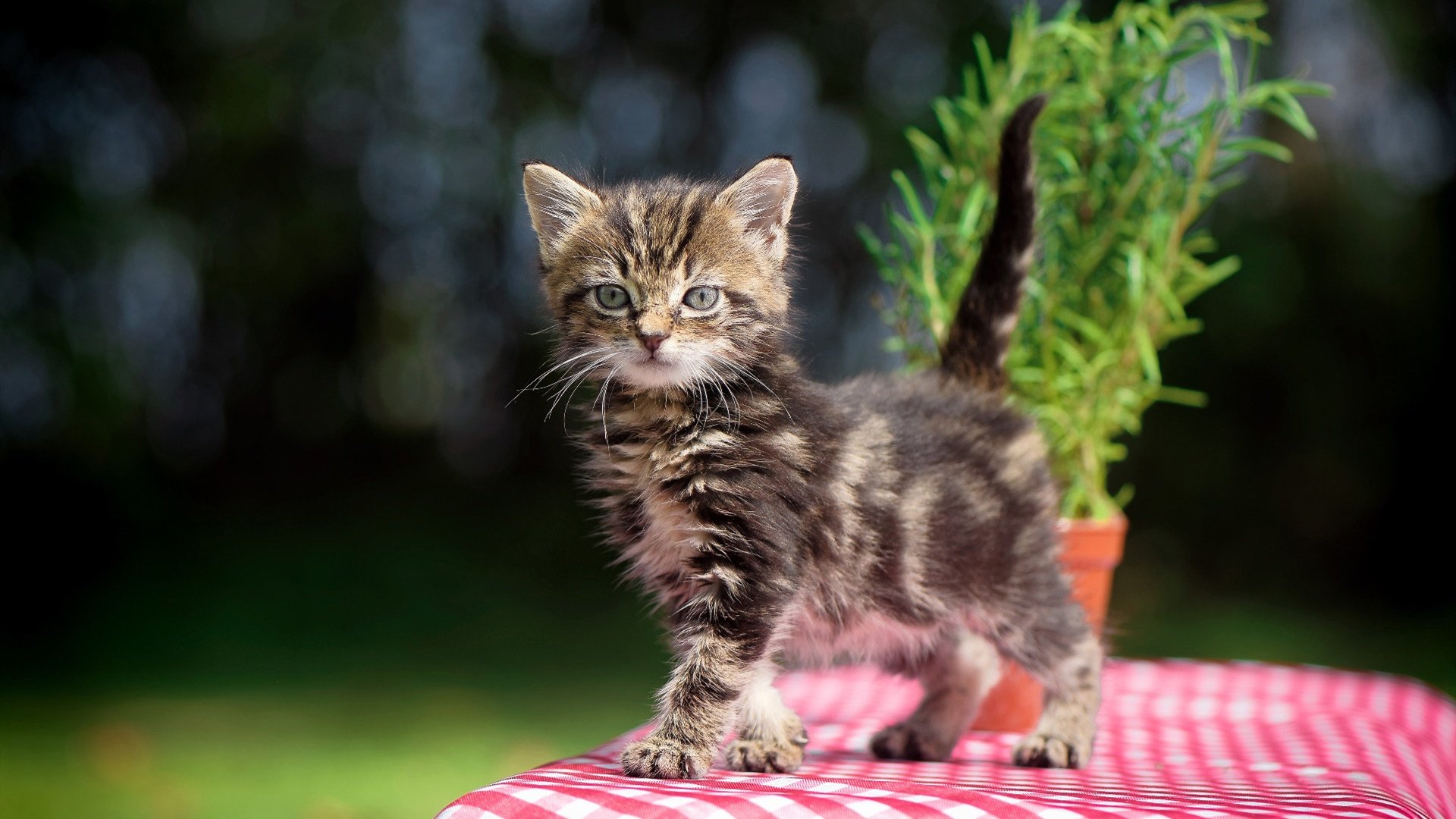 欧冠震撼夜，莱比锡红牛狂胜西班牙豪门，阿坎吉刷新单场拦截纪录