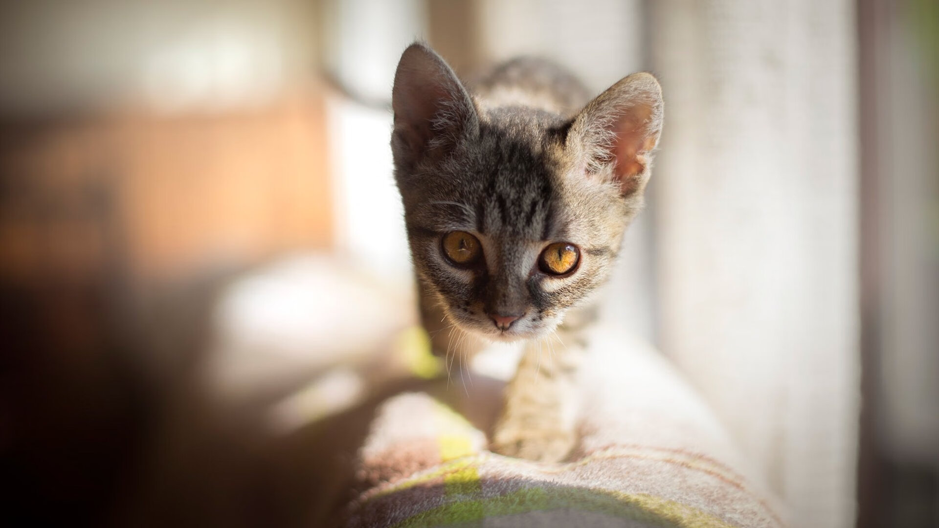 融合的魅力，当意甲焦点战遇见北京队屠龙之战