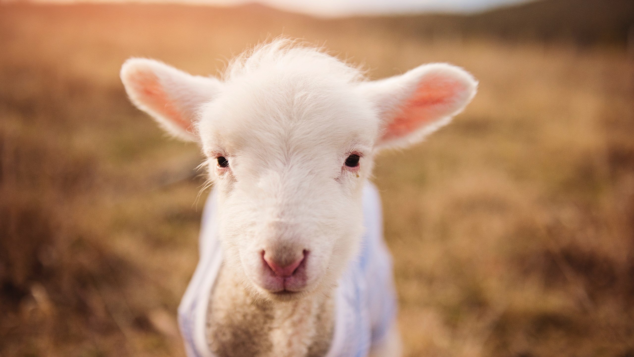 无争议的统治力，伦纳德全场最佳背后，老鹰节奏掌控雄鹿的战术启示