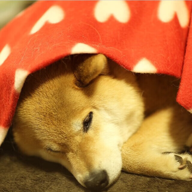 足球战略新篇章，委内瑞拉压制卡塔尔的战术启示与格纳布里数据全面爆炸的全球影响